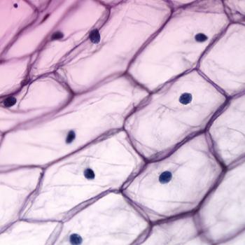 Protocolo de utilización de CHX...