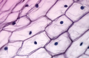 Protocolo de utilización de CHX perioperatoria en cirugía bucal
