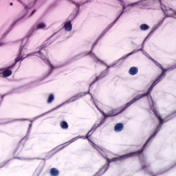 Protocolo de utilización de CHX...