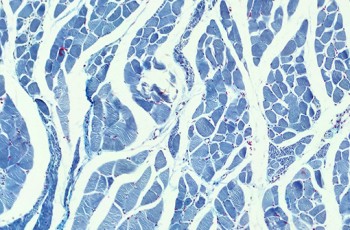 SEPA organiza la primera Cumbre Global de Regeneración